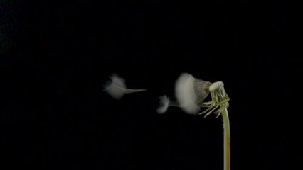 Dandelion is being blown by wind on black background. Fluffy head of white flowering dandelion with seeds blown away by wind. Close up blooming flower, garden plant.
