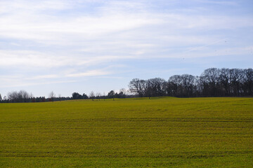 Hilly landscape. Green grass on the hills among the trees in early spring. Beautiful landscape in early springtime
