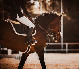 A beautiful strong bay horse with a rider in the saddle walks through the arena on a sunny autumn...