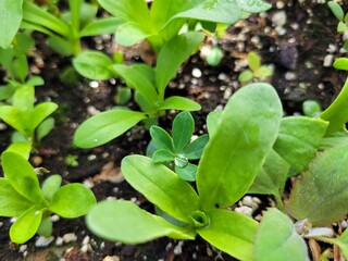 beans in the garden