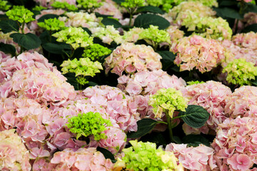 Colorful Hydrangea plants in the garden