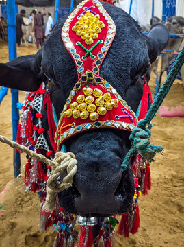 Traditional Pakistani Sacrificial Bull standing at sohrab goth cow mandi, captured on (16-06-22) 