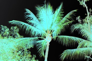 Beautiful neon green palm trees in a color negative.