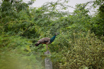 Indian female peacock