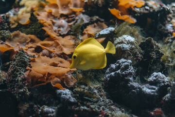 Fototapeta na wymiar Amazing close up of fish in the oceanarium