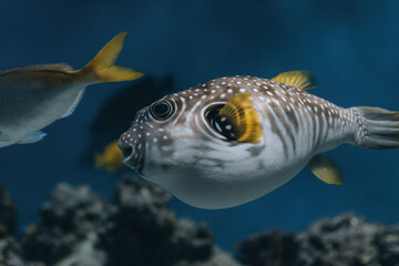 Fototapeta premium Amazing close up of fish in the oceanarium