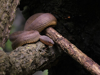 Photograph of a mangrove pit viper or shore pit viper (Cryptelytrops purpureomaculatus) hiding amongst the branches of the mangroves at Pasir Ris Park Singapore