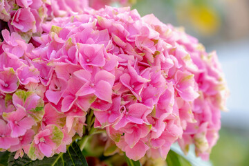 Selective focus of Hydrangea in the garden, Bushes of colorful purple pink ornamental flower, Hortensia flowers are produced from early spring to late autumn, Natural floral texture background.