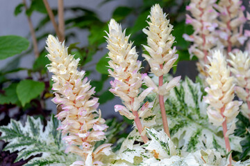 Selective focus of Acanthus (Tasmanian Angel) flower in the garden, Bold leaves with white margins...