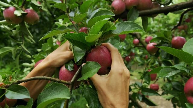 Woman picking red apple at the garden. Slow motion,close up. 4K. 1