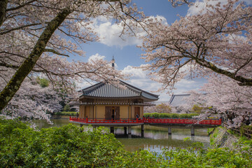 安倍文殊院（奈良県桜井市）の桜