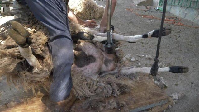 Close up shot of sheep shearing in the Gran Canaria Island.  Australian shearing method "Tally-Hi".