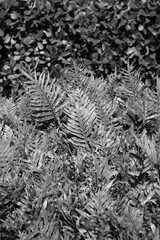 Leafy tropical plants growing in the garden in black and white monochrome.