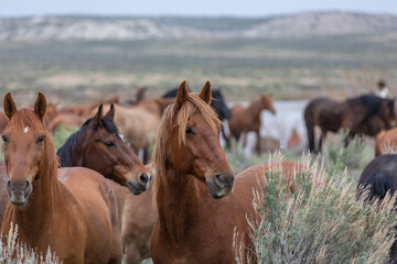 Obraz premium Herd of western ranch horses being rounded up and driven to summer pastures 