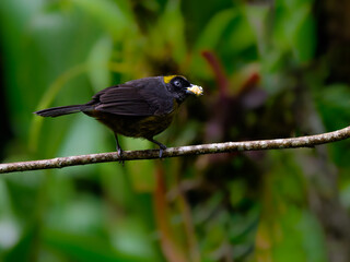 Dusky-faced Tanager perched on stick on green background