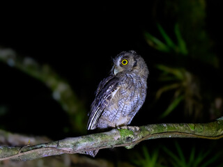 Tropical Screech Owl standing on tree branch at night