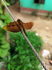dragonfly on a branch
