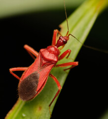 Bayerus cuneatus
a member of Millipede Assassin Bugs Subfamily Ectrichodiinae