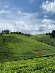 Tea field