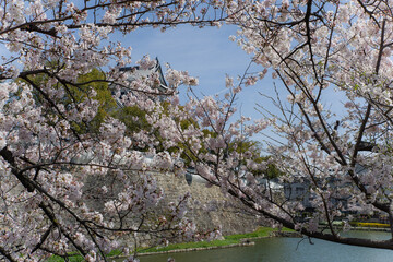 岸和田城の桜
