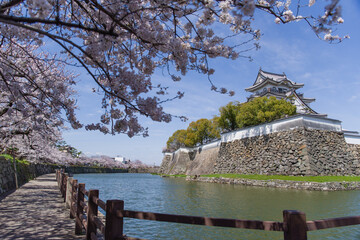 岸和田城の桜