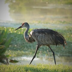 Regal Sandhill Crane in the Soft Morning light