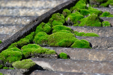 Plants known as mosses (Bryophyta) growing on the roof.