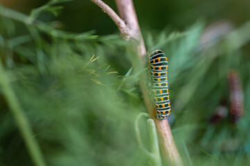 Raupe eines Schwalbenschwanz Schmetterlings