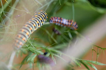 Raupe eines Schwalbenschwanz Schmetterlings