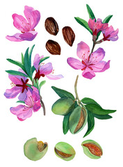 Watercolor hand drawn set of almond nuts, flowers, twigs, brunches. Botany illustration of pink blossom on brunch. Almond tree with green nuts. Design elements for packaging decor.