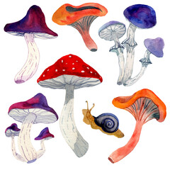 Watercolor hand drawn illustration of mushroom. Set of mushrooms in different colors. Poisonous mushrooms. Russula, fly agaric, chanterelles, toadstools and snail in cartoon style. Forest plants.