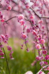 和泉リサイクル環境公園（大阪府和泉市）のしだれ梅