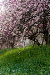 和泉リサイクル環境公園（大阪府和泉市）のしだれ梅