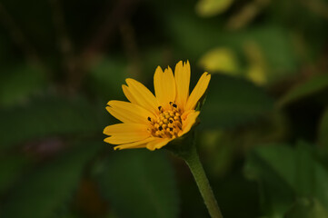 yellow flower