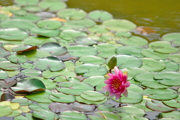 水面で咲く花