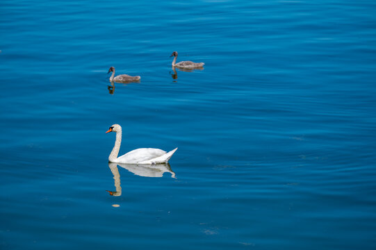 Schwäne im See bei Arbon, Thurgau