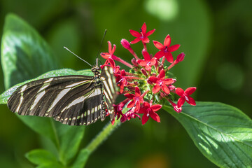 Close up view of different tropical butterfly in Hortus Botanicus. Amsterdam has one of the oldest botanical gardens in world called Hortus Botanicus (1638). AMSTERDAM, The NETHERLANDS. 