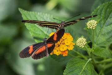 Close up view of different tropical butterfly in Hortus Botanicus. Amsterdam has one of the oldest botanical gardens in world called Hortus Botanicus (1638). AMSTERDAM, The NETHERLANDS. 