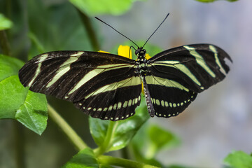 Close up view of different tropical butterfly in Hortus Botanicus. Amsterdam has one of the oldest botanical gardens in world called Hortus Botanicus (1638). AMSTERDAM, The NETHERLANDS. 