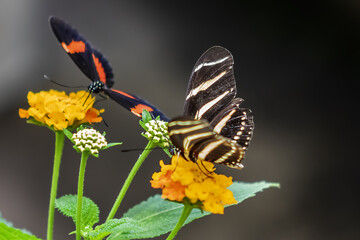 Close up view of different tropical butterfly in Hortus Botanicus. Amsterdam has one of the oldest botanical gardens in world called Hortus Botanicus (1638). AMSTERDAM, The NETHERLANDS. 