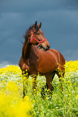 portrait of bay horse grazing in beautiful yellow flowers  blossom field. sunny day