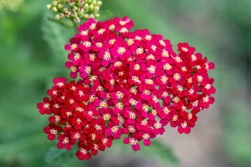 achillée millefolium rouge © Pascal Cointe