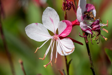 gaura de Lindheimer