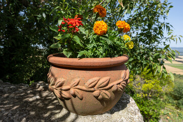 potée de roses d'Inde et de sauges rouges