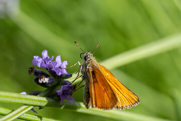 papillon hespérie du dactyle