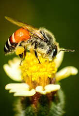 bee on a flower