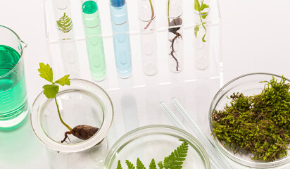 Test tubes with plants in a holder, vitamins on a light background, laboratory