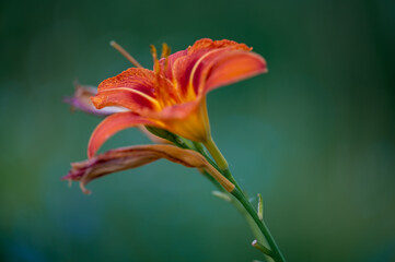Fototapeta premium Sommerblüte am Waldrand bei Brochenzell
