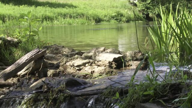 A beautiful video of summer forest landscape with a pond.Trees and thickets. Swamp illustration.