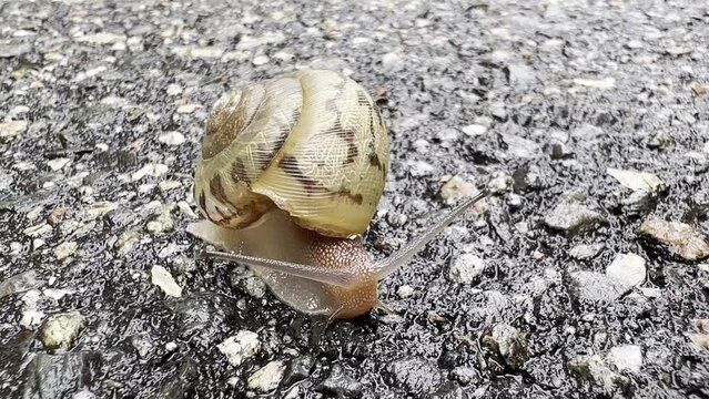 Snail moves along roadway with shell